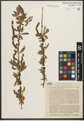 Foto von Salix pycnostachya Andersson
